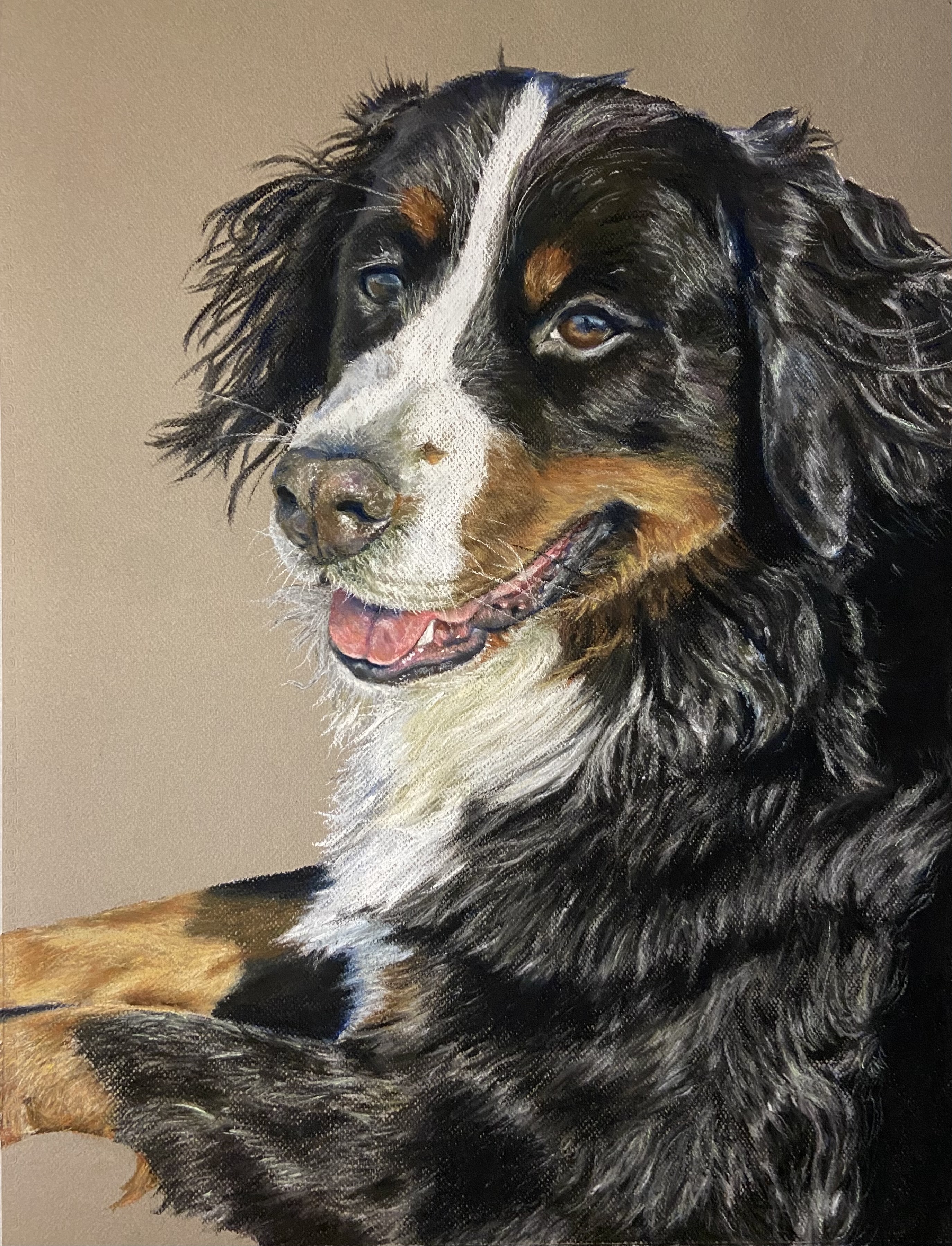 Bernese Mountain Dog - Chalk Pastel