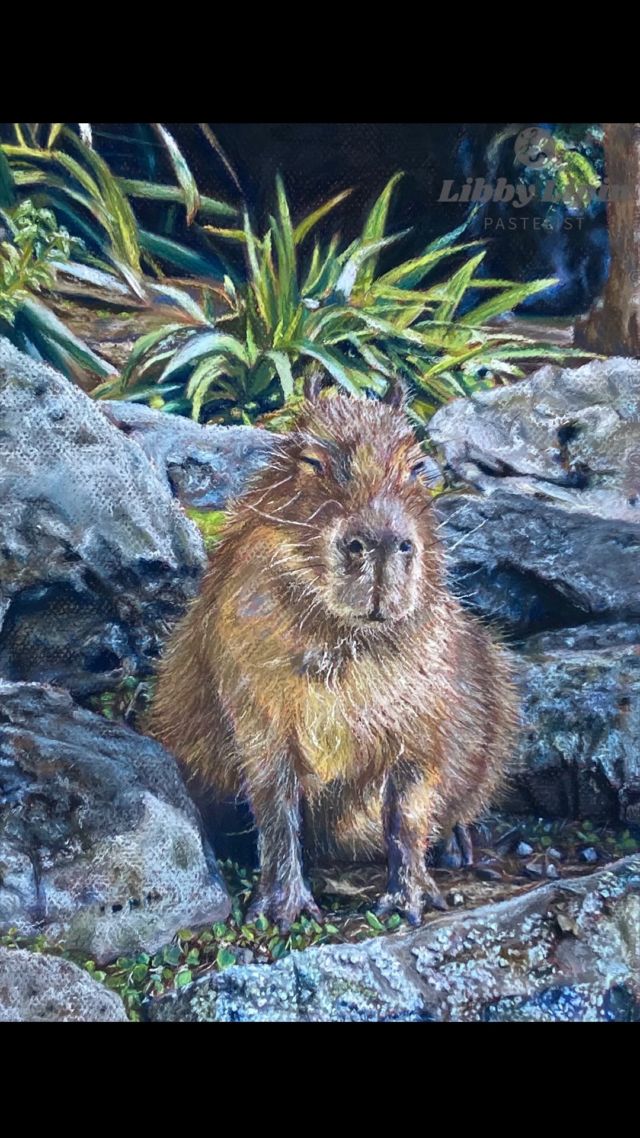 Capybara - chalk pastel - 2022