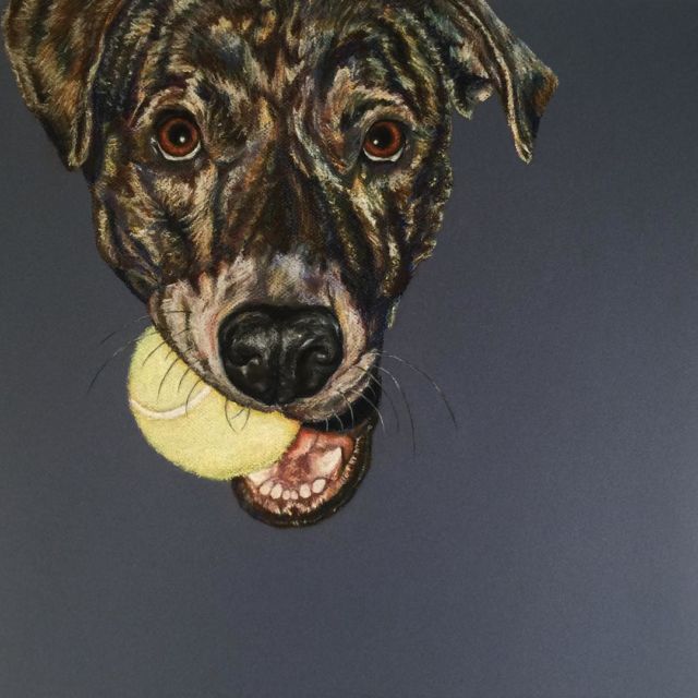 Scrappie - chalk pastel - 2015