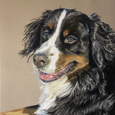 Bernese Mountain Dog