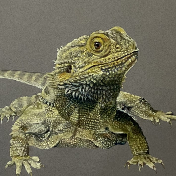 Bearded Dragon